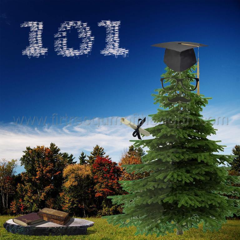 Balsam Fir Tree Resin